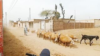 Pakistani sheep Breeds