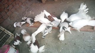 TRK PIGEONS LOVERS ♥️