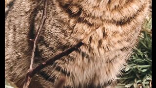 Cat Sounds | Learn Animals with mini tv #animals #cute