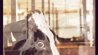 Cow Sounds | Learn Animals with mini tv #shorts #shortvideo #animals