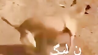 Funny Animal