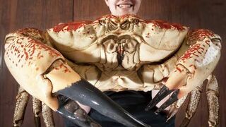 COOKING $300 GIANT CRAB ????