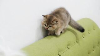 Funny Cats