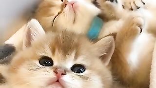 Cute cats