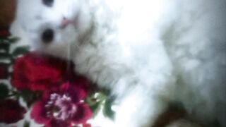 Angry my cat snow | cat pets | funny cats | animal pets | dogs vs cats
