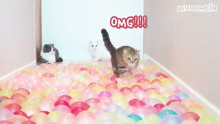 Funny animals - Funny cats / dogs - Funny animal videos