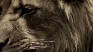 LION MENTALITY - Motivational Speech