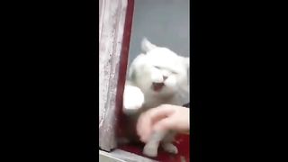 This video will make you laugh 100% laugh to tears! 2023