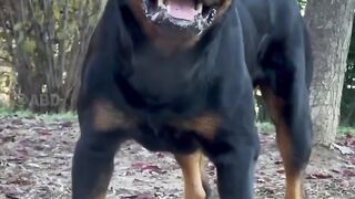 Dogs Breeds