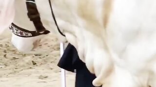 Beautiful Bull