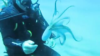 Funny octopus