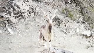 Markhor captured by drone