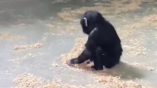 Cute baby animals Videos Compilation cute moment of the animals