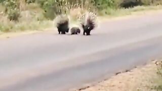 Parents animal protecting their child from wild animal