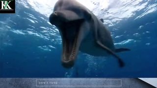 Top funny animals Compilation Video | 4K | EPIC CAT FIGHTS | REAL SOUND