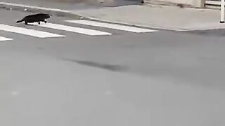 Tom and Jerry in real life