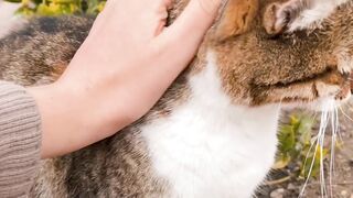 Cute cat videos