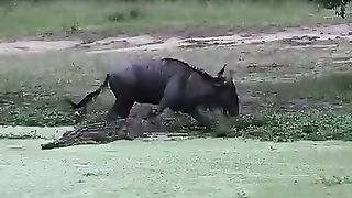 Crocodiles Were Killed By Their Own Prey In The.