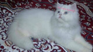 My cat