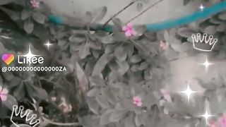 Beautiful green planting at home