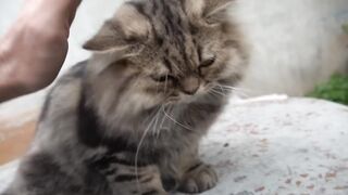 how cat react when seeing stranger 1st time
