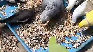 Different birds eating feed