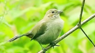 Lovely little birds