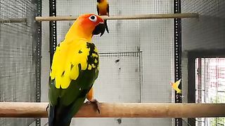 Beautiful parro