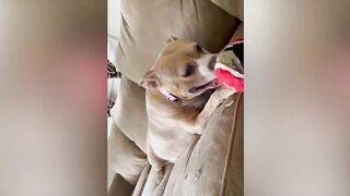 Funny Dog ???? Animals Cute Video ????????????