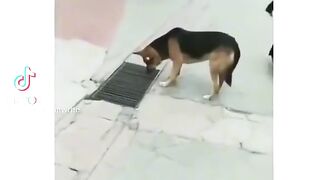 Veriy_best_vedeo_shorts_