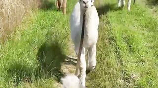 Dog visit to Sheep