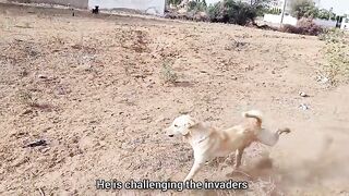 Brave_alpha_dog_fights_off_an_intruder_to_save_his_territory_-_full