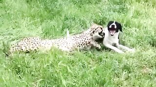 Leopards and Dog Playing