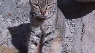 cat_animal_short_????status_the_new_shorts_video_for