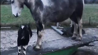 Horse And Calf Playing