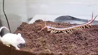 Live Murder
