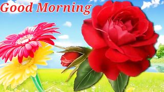 Flowers Vedio