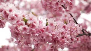 Relaxing Music with beautiful birds chirping