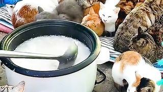 Cats are u ready eating