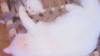 Cute cat and kitten ????????????
