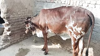 Best cow for milk