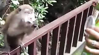 Funniest animals