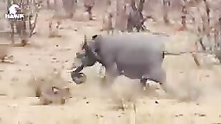 Funniest animals