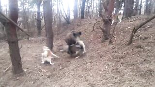 Zapadosibirska_lajka_Bajkal_Kralovce