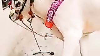 Dangerous Beauty
