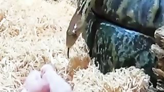 Snake ???? eat quite baby