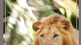 The Lion & Monkey