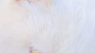 Cat angel's