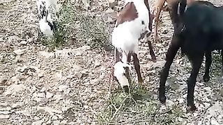 Funny goats video
