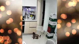 Funny animals - funny video